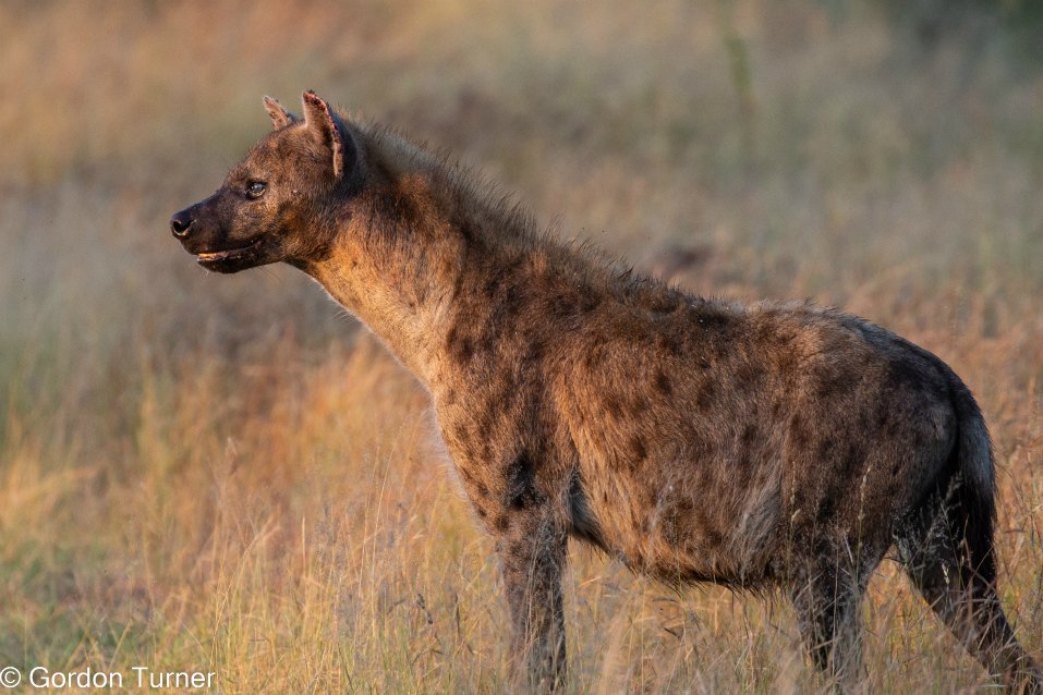 <h2>The Best of South Africa Escorted 2023</h2> 14 Nights | 6 Rounds | March 11 - 25